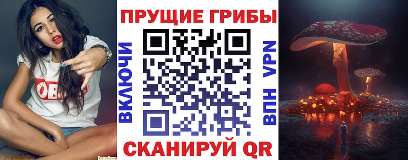Галлюциногенные грибы Psilocybe  Гремячинск 